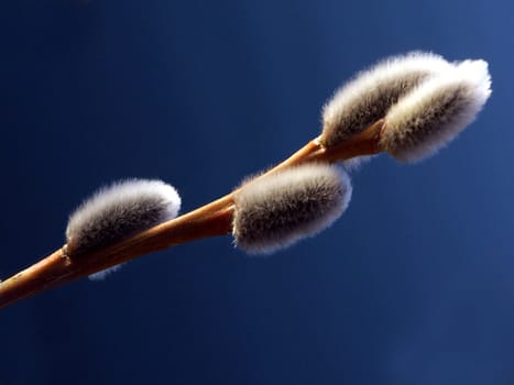 Willow catkin