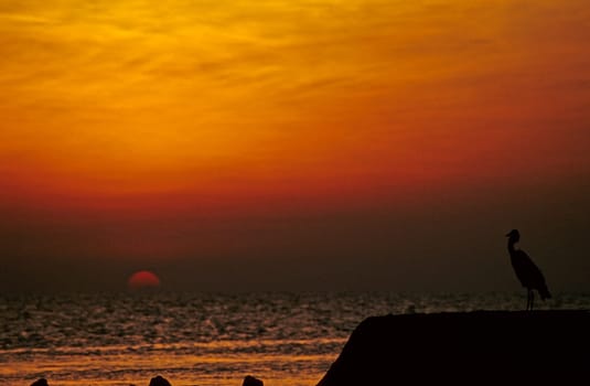 Maldivian heron in sunset ...