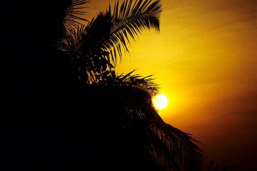 Palm trees in the evening light