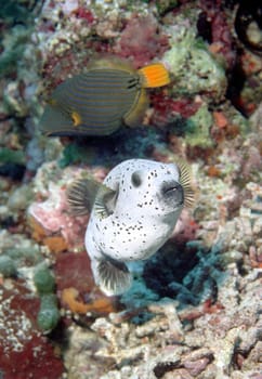 Puffer fish and pusher fish