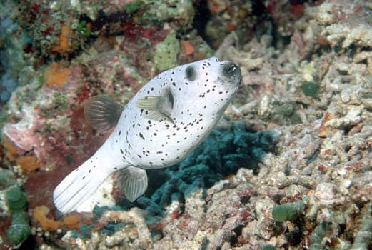 Pufferfish