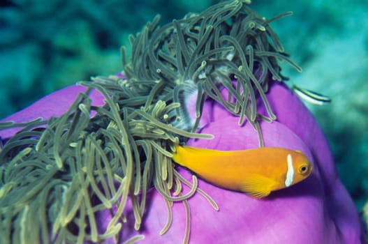 Anemonefish II