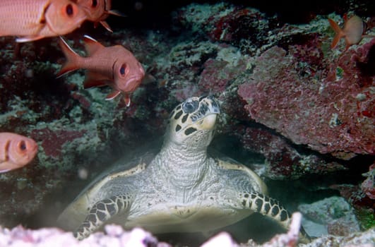 Sea turtle