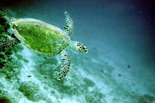 Sea Turtle III