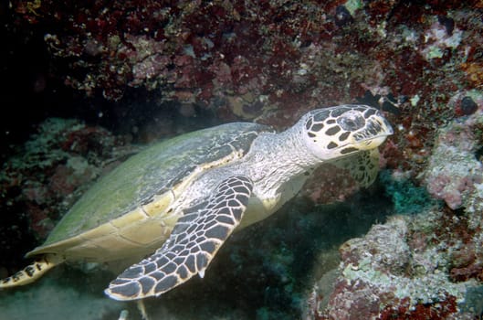 Sea Turtle IV