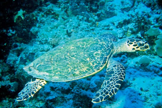 Sea Turtle II