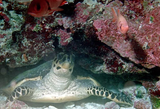 Sea Turtle V