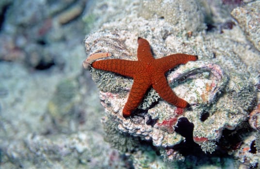 Starfish