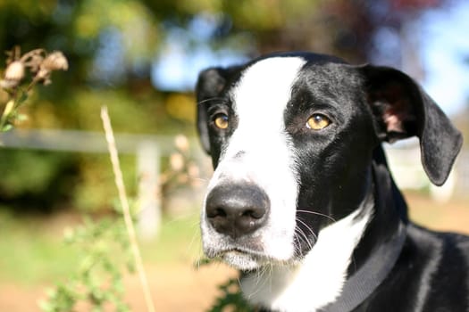 Dog gaze