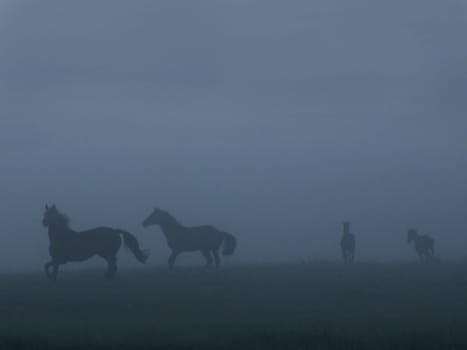 Horses in the very early morning mist in a meadow to the north.