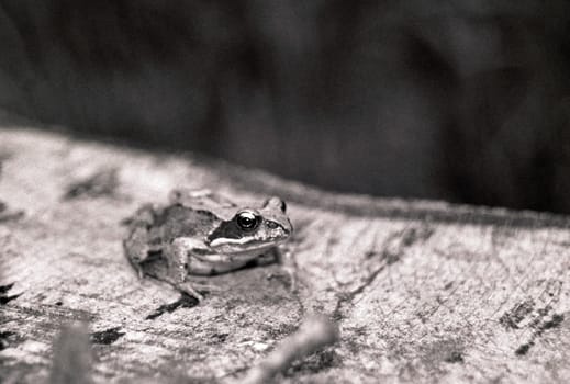 Common frog