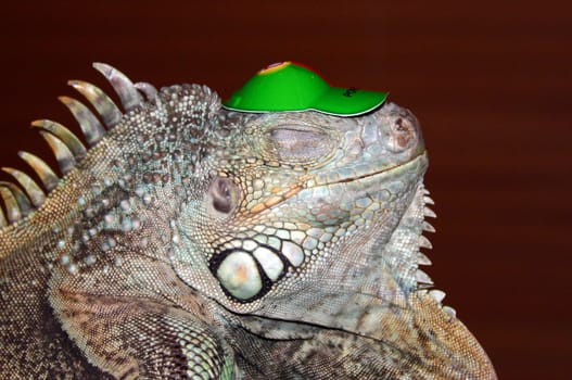 Flash fire tooth and his new hat