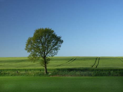 Lone Tree