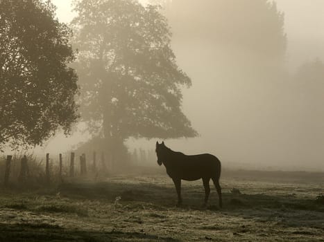 Morning Mist