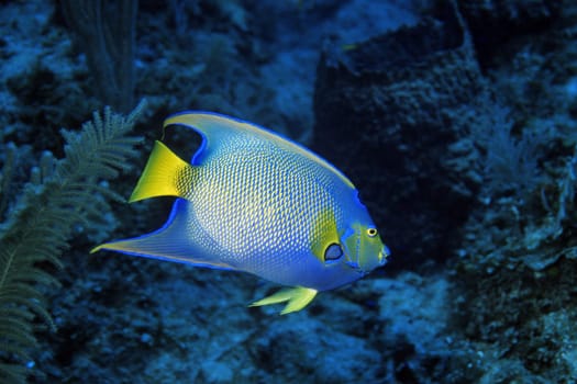 Diadem angelfish