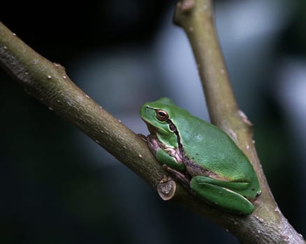 Gomera Frog