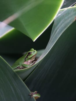 Frog Assembly