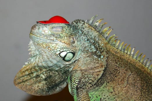 Flitez Firetooth and his new hat III