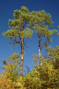 Created in October 2004 in the Palatinate Forest. Nikon D70 with 18-70 and pole filter.