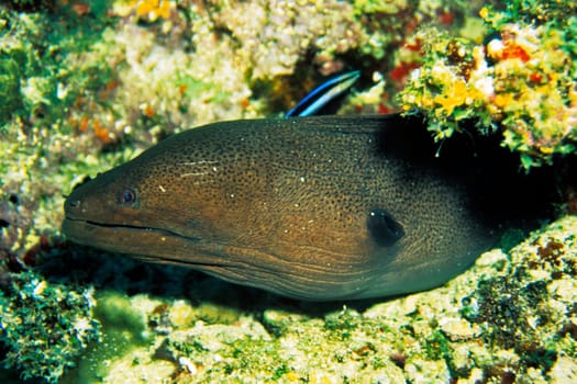 Moray eel and cleaner fish