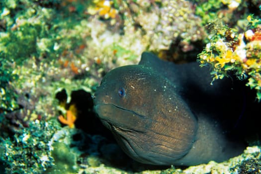 Moray