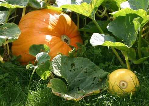 I had also recorded these pumpkins in the monastery garden,but I'm not quite sure about the effect compared to the first publication.