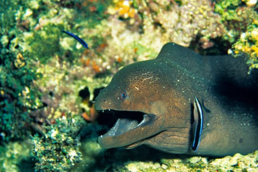 Moray eel with cleaner fish