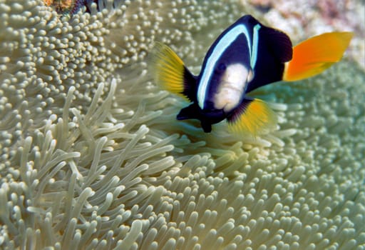 aNEMOnenfisch