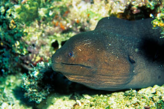 Moray