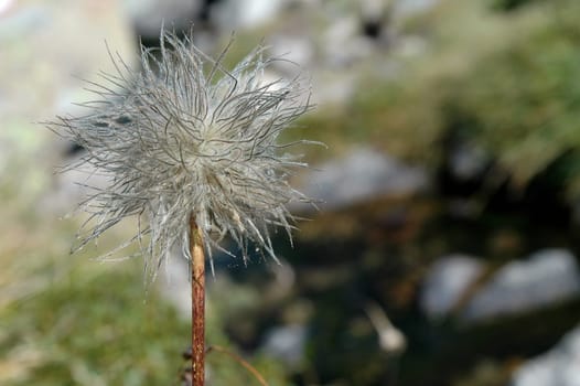 Lonely flower in the mountains