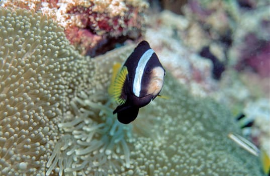 aNEMOnenfisch II