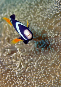 aNEMOnenfisch III