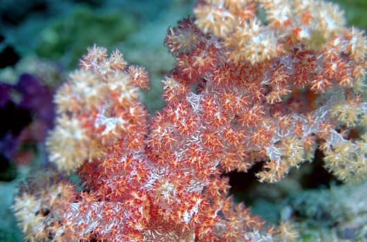 Soft coral