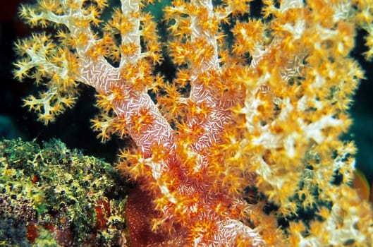 Soft Coral II