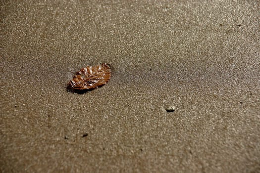 Autumn leaf