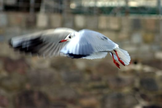 In flight...