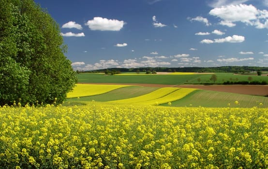 In search of rapeseed