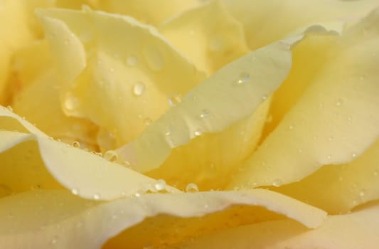 delicate yellow...