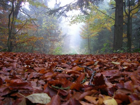 autumn forest