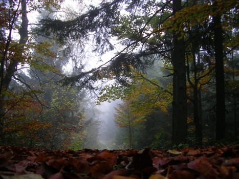 Autumn Forest