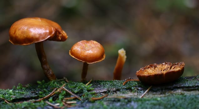 The mushrooms were at most 1 cm tall....