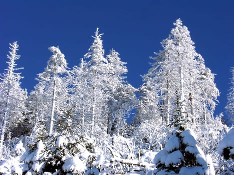 Winter mood