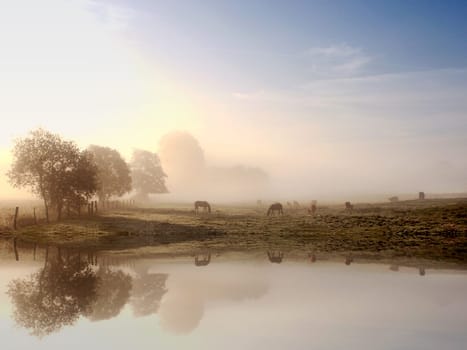 Morning Light