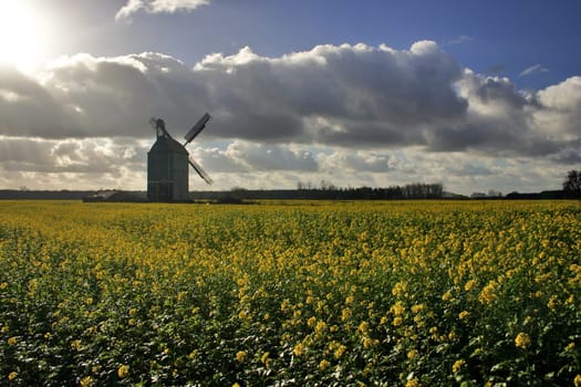 Windmill in the rapeseed field