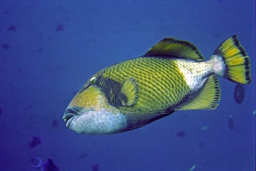 Can become very aggressive during the breeding season and then even goes on divers and snorkelers. He is very persistent and difficult to get rid of. Then bites with preference into the knees and fins. Has a very strong bite with which he auc