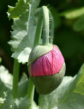 Poppy capsule with flower