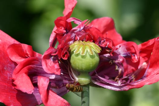 Poppy seeds with visitors