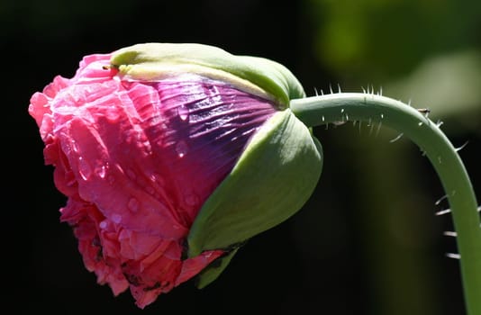 pink poppy