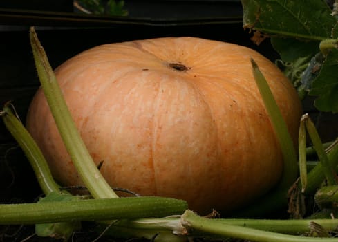 Pumpkin season