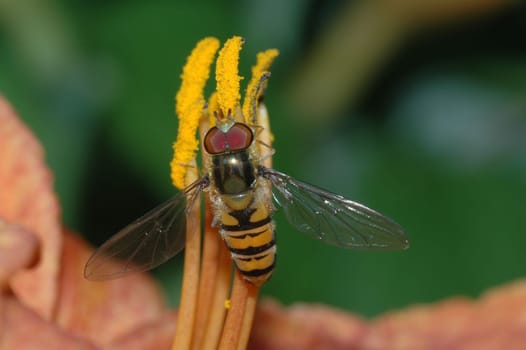 Created in June 2004 in my garden. However,I'm not so sure about the name "wasp"",maybe someone knows this insect better."